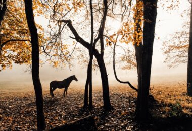 horse near trees