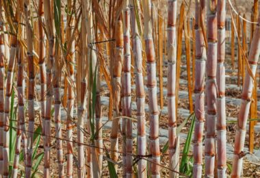sugar cane farmland