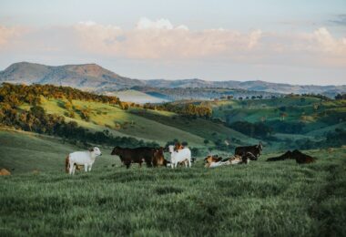 herd of cattle in daytime