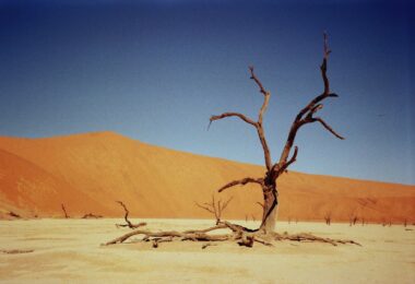 arid tree on sandy desert