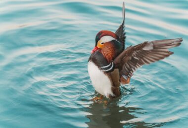 photo of a mandarin duck landing on water