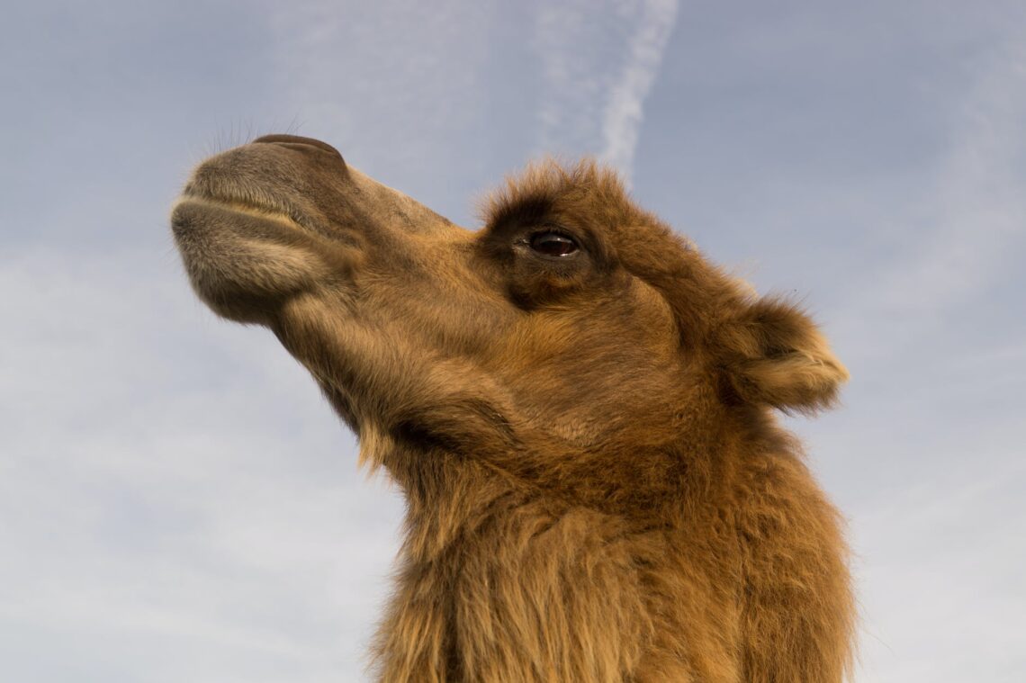 [75] The Parable Of The Camel And Urn Together Lost From The Sūtra Of A ...