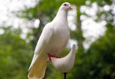 white dove on white bird figure stand