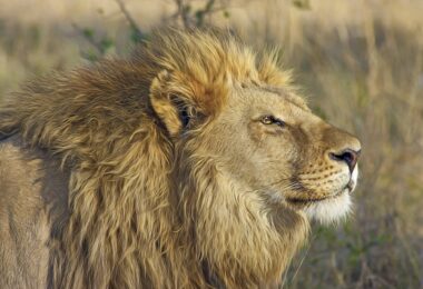 lion standing on brown bushes