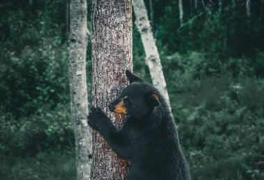 a black bear climbing on brown tree trunk
