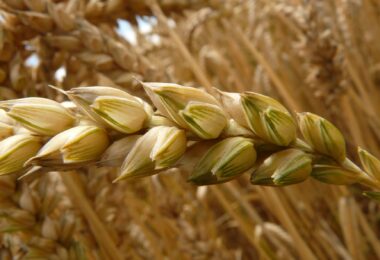 food field plant cereals